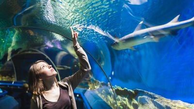 Sakinleşmek istiyorsanız balıkları izleyin