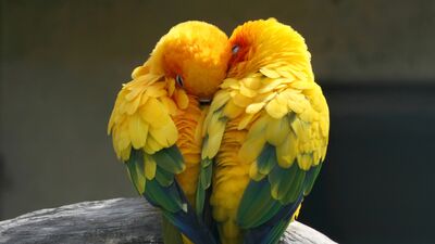 Aşkın üzerinizdeki etkileri