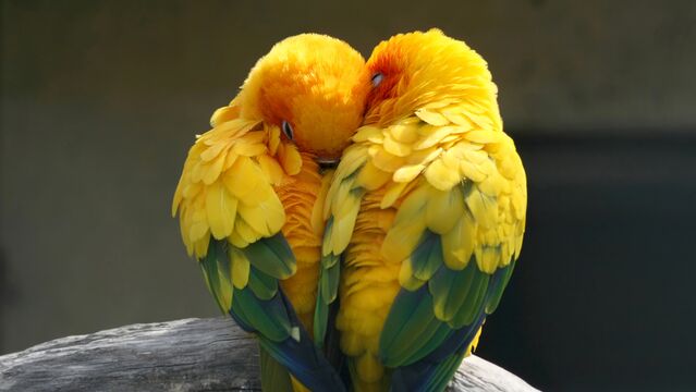 Aşkın üzerinizdeki etkileri