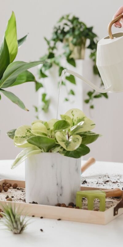 Evde çiçek bakımının 6 püf noktası