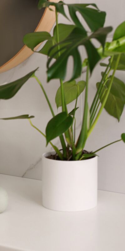 Bu bitkiler banyonuza iyi gelecek!