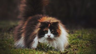 Dev kediler tam sarılmalık