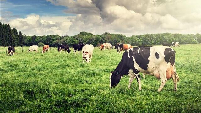 Sütün kalitesi = İneğin yaşamı