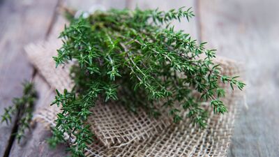 Adet söktürücü bitkiler