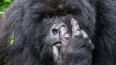 Vahşi yaşamın en eğlenceli halleri