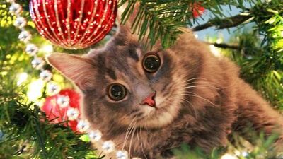 Kedili yılbaşı ağaçları