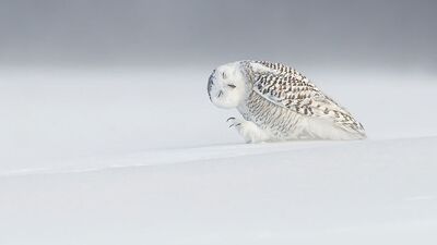 En iyi 2015 National Geographic fotoğrafları