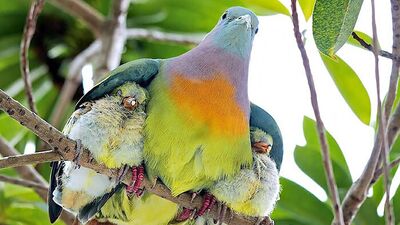 Kuşların şehir hayatı...