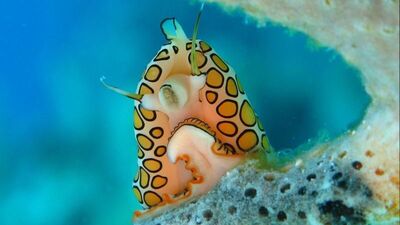 En çirkin hayvanlar