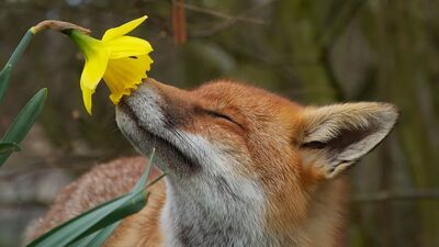 Çiçek koklayan sevimli hayvanlar