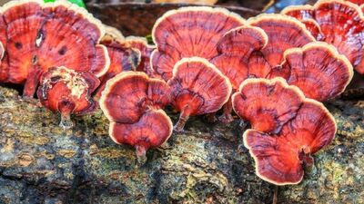 Kırmızı mantarın faydaları