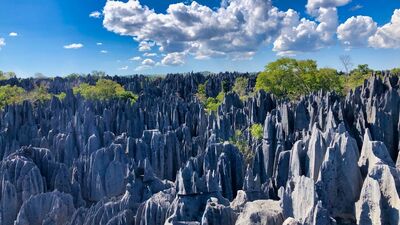 Dünyanın en güzel ormanları