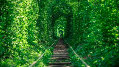 Dünyanın en güzel ormanları