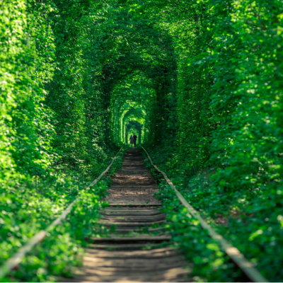 Dünyanın en güzel ormanları