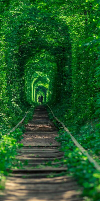 Dünyanın en güzel ormanları