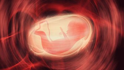 Yumurta dondurma işlemi nasıl yapılır?