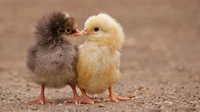 Seksten önce asla yememeniz gerekenler
