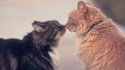 Kediler bize ne öğretir?