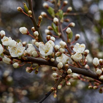 Cemre ne zaman düşecek?