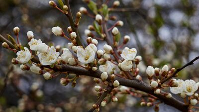 Cemre ne zaman düşecek?