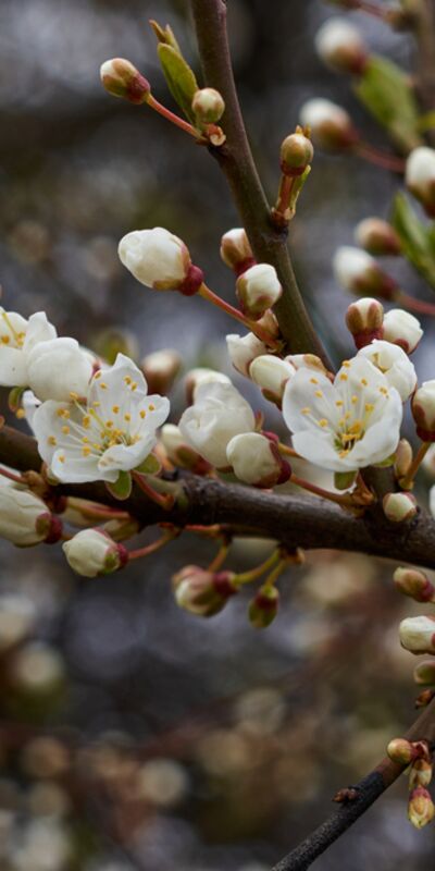 Cemre ne zaman düşecek?