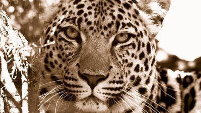 Keşke moda olmasaydı dedirten 11 leopar parça