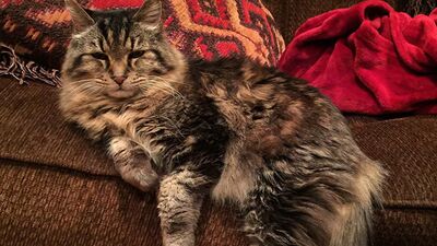 Dünyanın en yaşlı kedisi