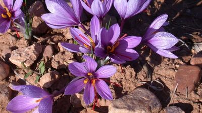 Ananas nerede yetişir?