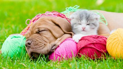 Bahar beni bağrına bas!