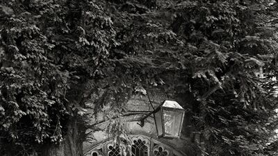 Yaşayan en yaşlı ağaçlar