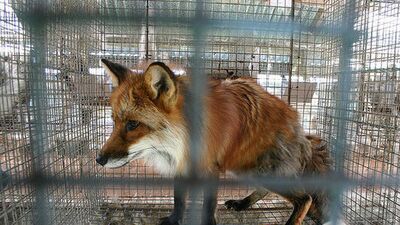 Armani'den şaşırtan karar!