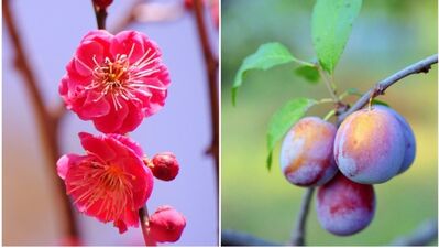 Meyve ve sebzelerin çiçekleri ile tanışın!