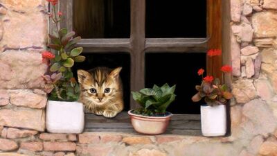 Bir dekor nesnesi olarak pencere önü çiçekleri