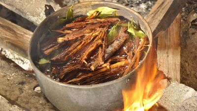 Ayahuasca nedir?