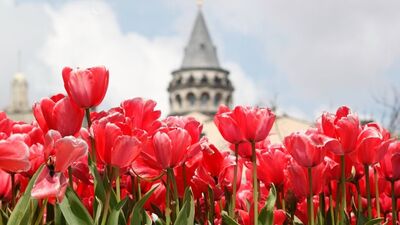 Laleler sarmış dört bir yanımızı