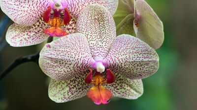 Genital bölgedeki sivilceler nasıl geçer?