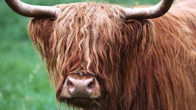 Kuaföre gitme vakti!