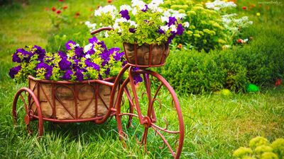 Bahçenize renk katın