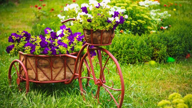 Bahçenize renk katın