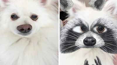 Snapchat'te eğlenen hayvanlar