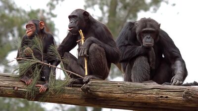 Çok (mu) akıllıyız!