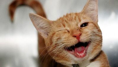 Otomatik düzeltme mağdurları