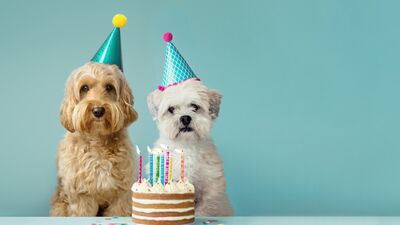 Hayvanlar da doğum günü kutlar