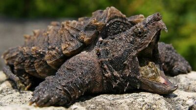 Bu kaplumbağa cinslerini biliyor muydunuz?