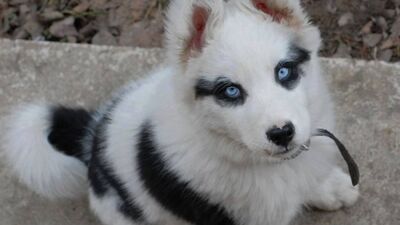 Ayrıcalıklı hayvanlar