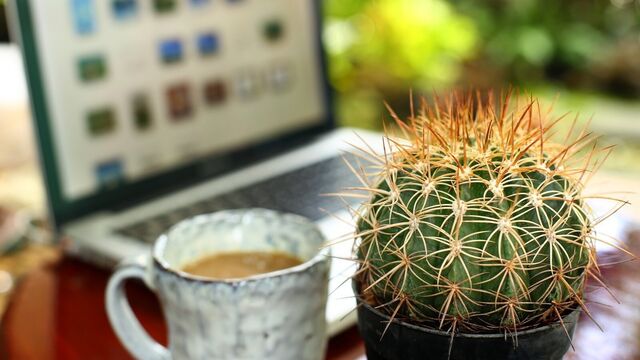 Kaktüsün gücüne inanın