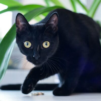 Batıl inançlarınız güçlü mü?