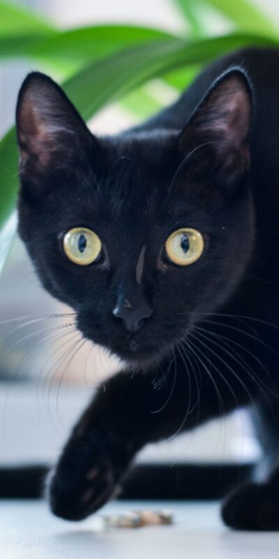 Batıl inançlarınız güçlü mü?