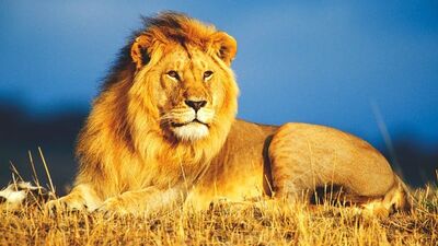 Aslan günleri başlıyor