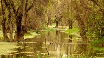 Bir doğa harikası: Karacabey Longozu